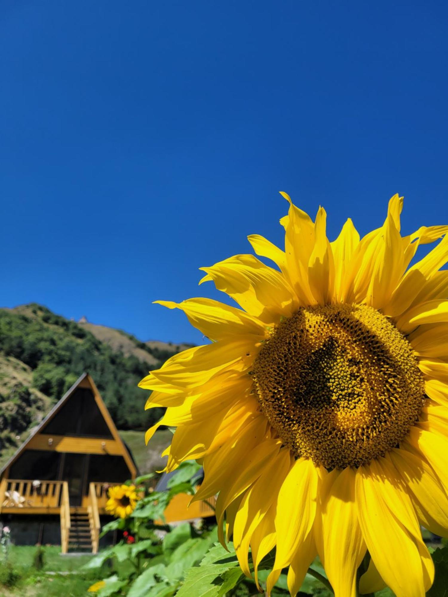 Pine Chalet Kazbegi Bagian luar foto